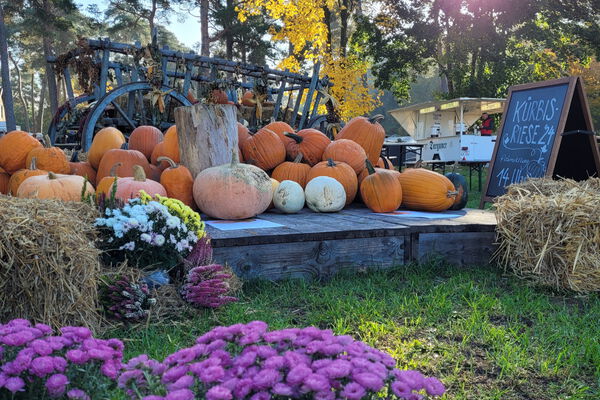 Viele verschiedene Kürbisse liegen auf einem Podest aus Holz, im Vordergrund sind lilafarbene Blumen
