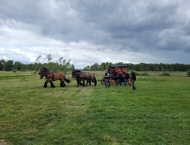 Vier Kaltblüter ziehen eine agrarhistorische Maschine auf einer Wiese, daneben gehen 4 Personen