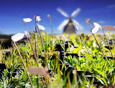 Nahaufnahme von Grünpflanzen in Anzuchttöpfen, im Hintergrund die Windmühle des Agroneum