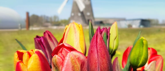 Ein Blumenstrauß mit roten Tulpen im Hintergrund die Windmühle des Agroneum