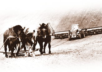 3 Pferde ziehen einen Flug auf einem Acker, dahinter fährt ein Traktor