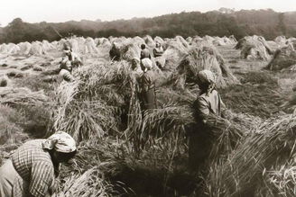 Mehrere Personen beim Ernten von Heu auf einem Feld