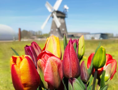 Ein Blumenstrauß mit roten Tulpen im Hintergrund die Windmühle des Agroneum
