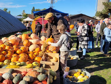 Zwei große Kisten mit Kürbissen, 1 Vater und seine Tochter halten einen Kürbis in den Händen
